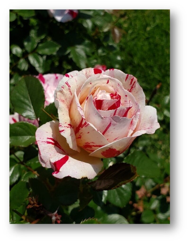 A peppermint rose shows shows the endless shades of the mystical rose.
