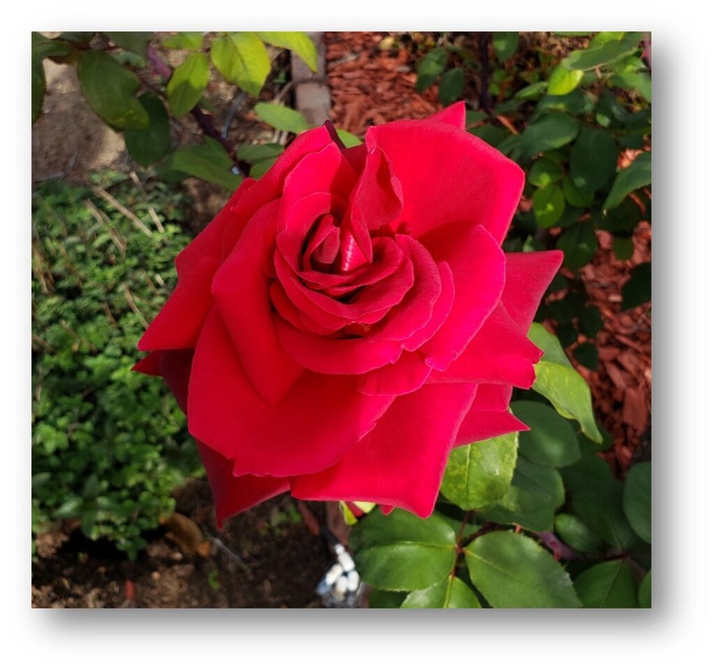 A red rose shows the endless shades of the mystical rose.