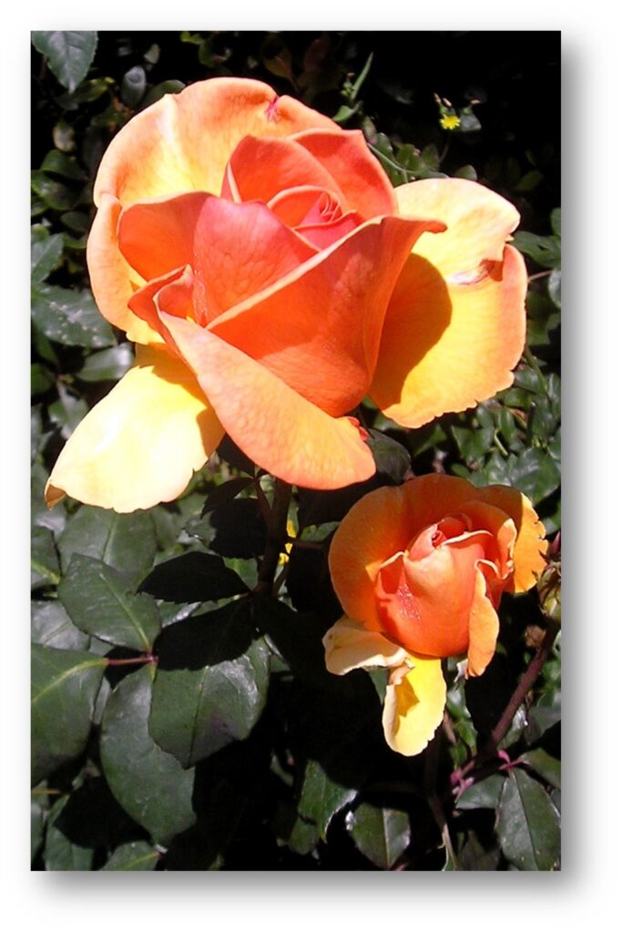 Two orange roses show the endless shades of the mystical rose.